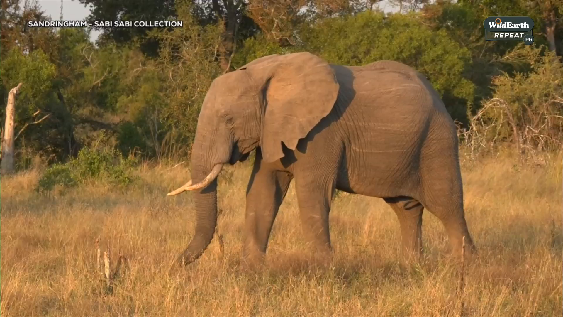 Watch WildEarth